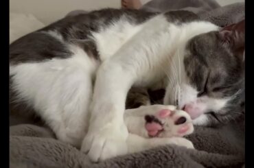 おなかの上のアッシュくん