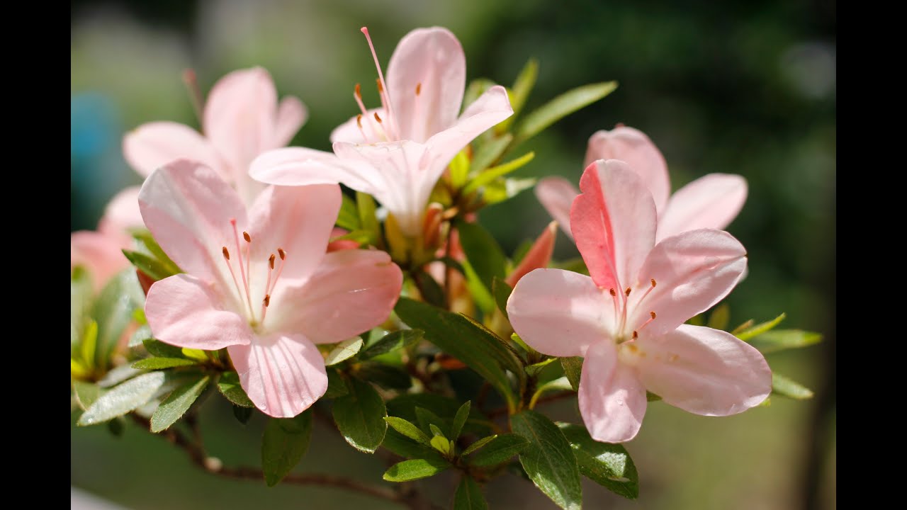サツキ花後の剪定/Pruning after flowering of Satsuki サツキ花後の剪定/Pruning after flowering of Satsuki