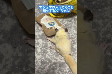 モモンゴ、落ち着かんかい！ #フクロモモンガ #shorts #sugarglider #ふじぴこ