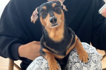 愛犬の頭に謎のおできができました