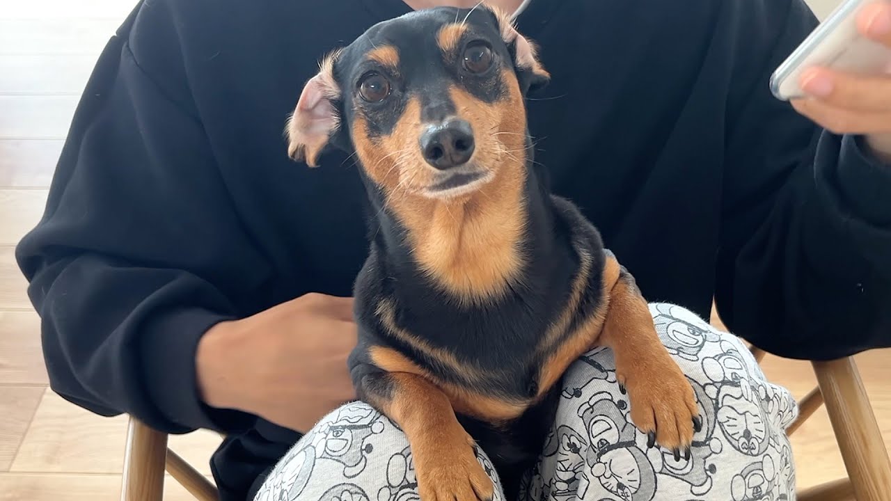 愛犬の頭に謎のおできができました 愛犬の頭に謎のおできができました