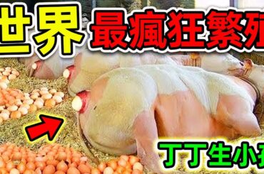 全世界最瘋狂的10個動物繁殖！“雄性丁丁”竟然也能生育小孩，第一名堪稱“女性噩夢”，比人類分娩痛苦100倍。|#世界之最top #世界之最 #出類拔萃 #腦洞大開 #top10 #最瘋狂繁殖