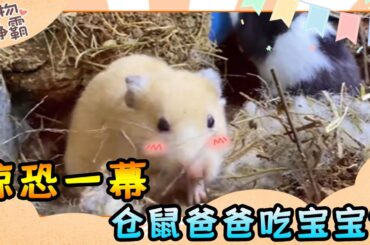 仓鼠爸爸会吃掉自己的宝宝？一家在窝里5天了没动静，挖开后竟看到这一幕