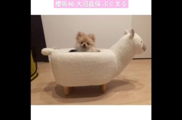 大沼晶保 ぷぐまる 11月28日生まれのポメラニアンの男の子名前はぷぐまるです！愛いっぱいで育てたいと思います！温かく見守ってくださったら嬉しいです♪