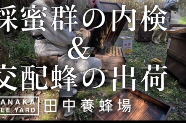 採蜜群の内検&梨向け交配蜂の出荷