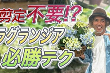 【完全攻略】剪定・お手入れ不要！常識を覆す新・アジサイ『ラグランジア』の魅力を徹底解説!!