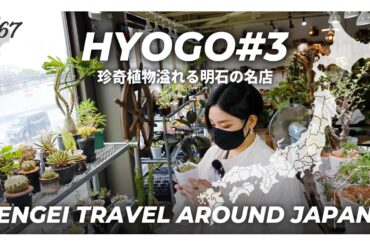 【兵庫県#3】珍奇植物溢れる明石の名店へ｜塊根植物/アガベ/ビカクシダ｜plantDogs｜【園芸日本一周：vol27】