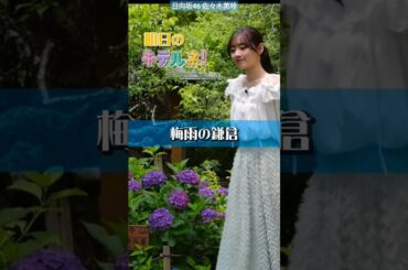 佐々木美玲 あした6月12日のZIP! キテルネ！は…梅雨の鎌倉♪ あさ7時40分ごろです！