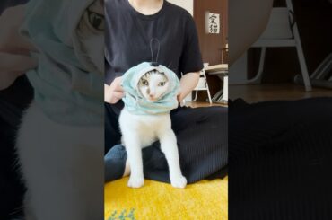 おニューのメッシュ服に着替えたじょ #ついでに相棒も紹介するじょ #cats