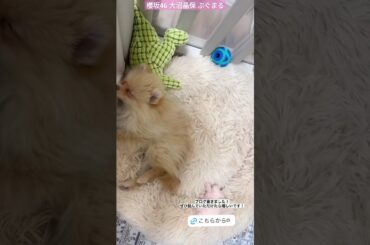 大沼晶保 おねんね中の可愛いぷぐまるzzz♪ 昨日5月27日公式ブログぜひ読んでみてください♪