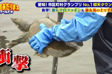 地元ヤバイSP！！豊川VS一宮VS西尾VS碧南【愛知あたりまえ】