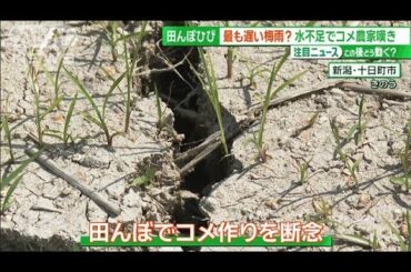 三大名瀑の水量が激減…観光地直撃　梅雨の遅れで苗捨てて田植え「あきらめた」【サンデーLIVE!!】(2024年6月16日)