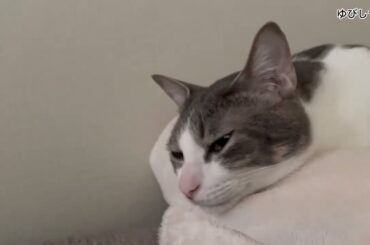 まったりアッシュくん