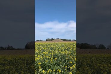 特別史跡公園 西都原古墳群の菜の花