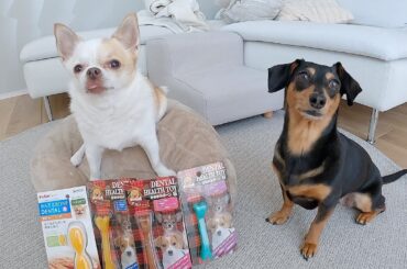 犬が選ぶNo 1歯磨きおもちゃはこれだ！