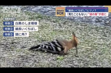 “細長いくちばし”に角？ 「見たこともない」“謎の鳥”が庭に【スーパーJチャンネル】(2024年6月19日)