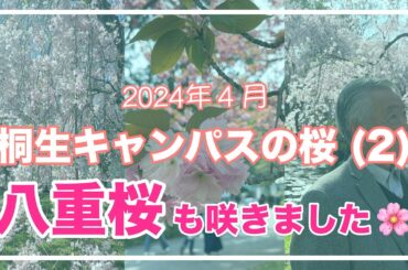 2024年　群大桐生キャンパスの桜（２）