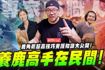 【植物日記】養鹿高手在民間!!鹿角蕨超高技巧養護知識大公開!｜Mr.Joe Hobby.tv