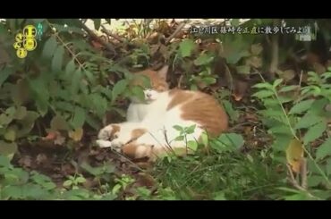 『有吉くんの正直さんぽ』 𒅒 🅷🅾🆃 ☂「江戸川区篠崎を正直に散歩してみよう」🏃‍♀️🏃‍♂️🏃‍♂️