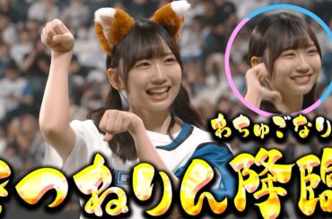 【のんびり北から】藤嶌果歩さんのきつねダンス【きつねりん降臨】