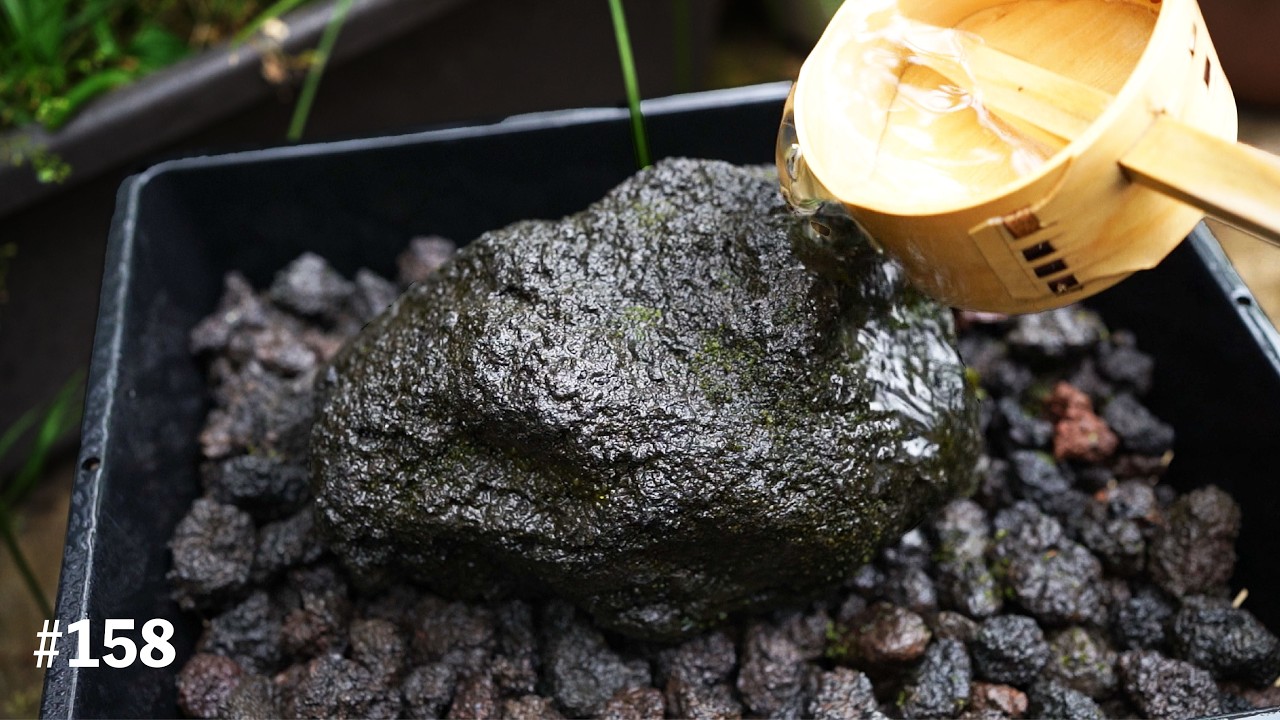 苔のむすまで何日かかるのか?#158 苔のむすまで何日かかるのか?#158