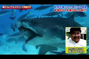 世界の何だコレミステリーSP森田ひかる生肉 46211103