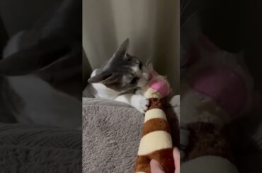 アッシュくんとあそぶ