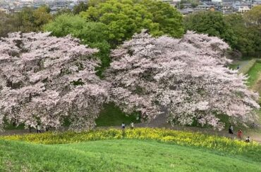 埼玉古墳群桜吹雪🌸#古墳 #桜吹雪 #sakitamakofun#tombeau ancien #ancient (mound) tomb