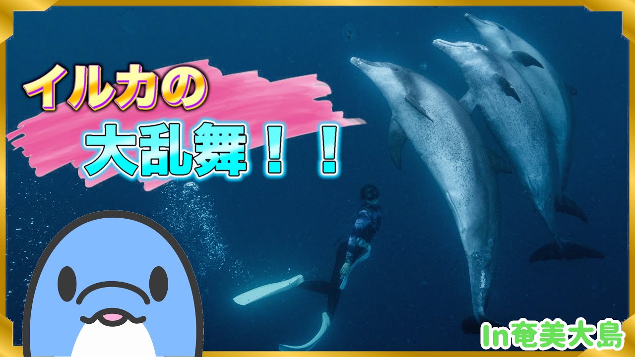 【奄美大島】デビュー以来の地でまさかの奇跡✨【フリーダイビング】 【奄美大島】デビュー以来の地でまさかの奇跡✨【フリーダイビング】