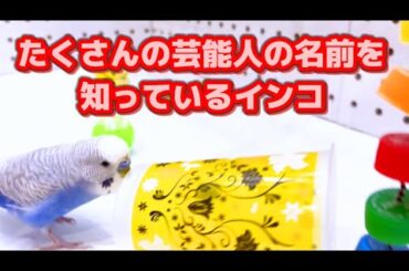 【教えてないのに…】たくさんの芸能人の名前を知っているインコ