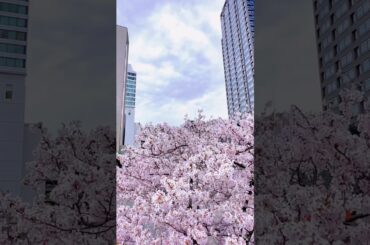 4月のみなとみらい、高層ビル群の中満開の桜 #桜