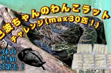 巳波ちゃんのわんこラットチャレンジ！(max30匹)