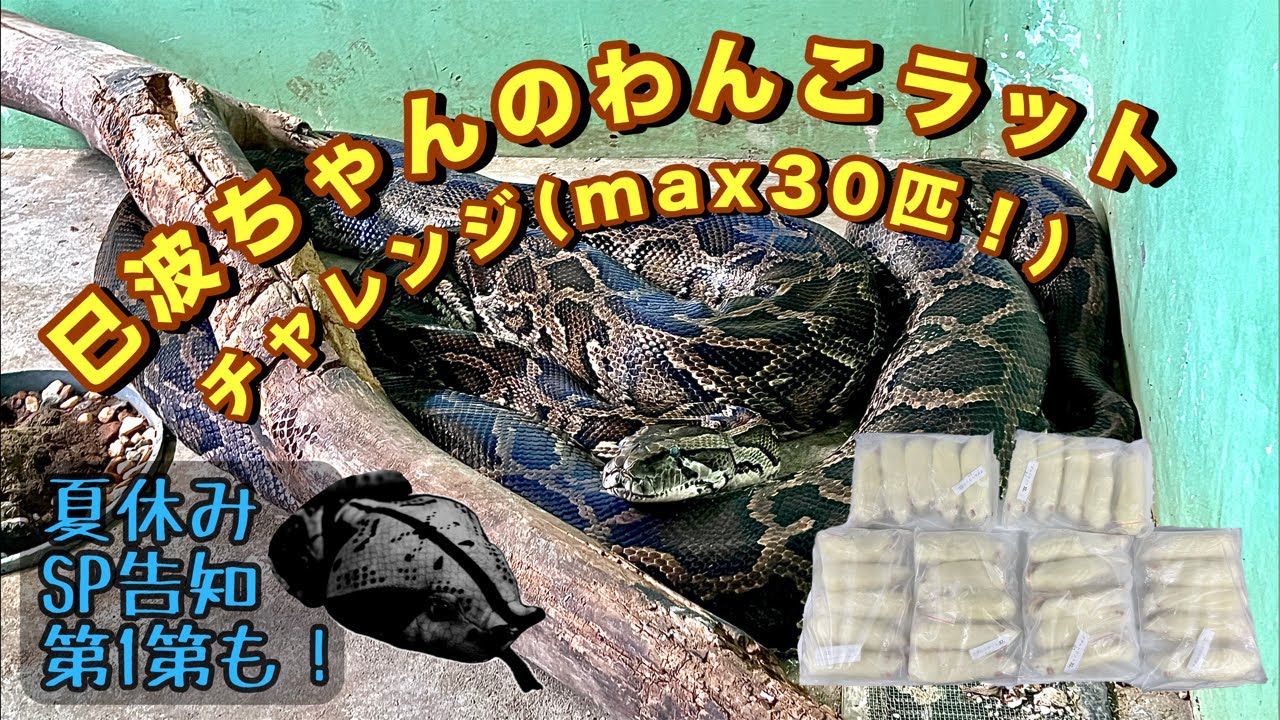 巳波ちゃんのわんこラットチャレンジ!(max30匹) 巳波ちゃんのわんこラットチャレンジ!(max30匹)