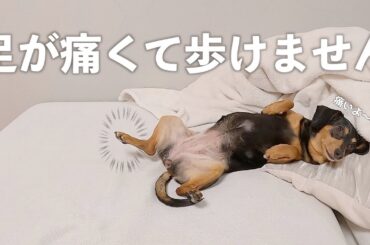 留守番中に足を痛めたようです