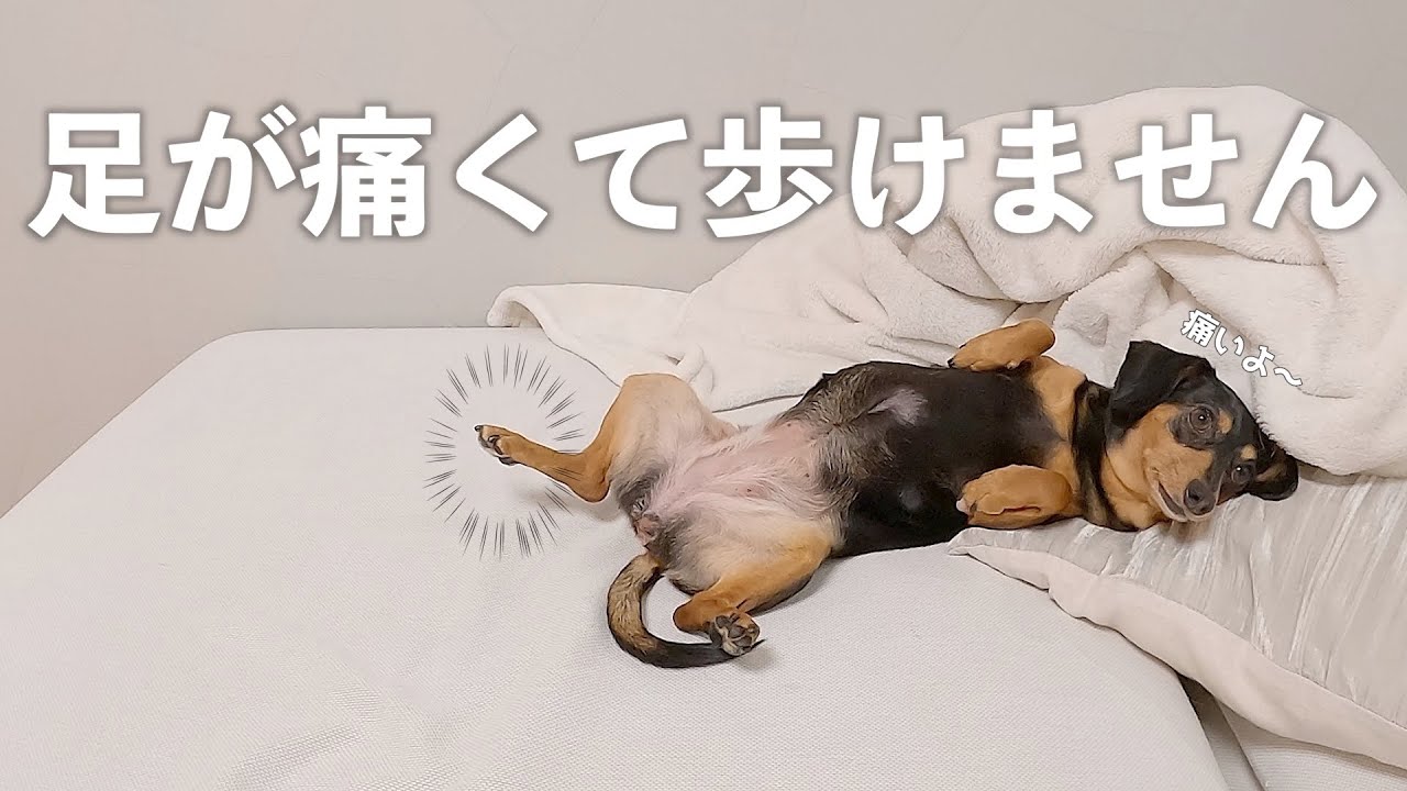 留守番中に足を痛めたようです 留守番中に足を痛めたようです