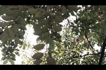 7月7日ラジオ体操1055日目　今日は七夕