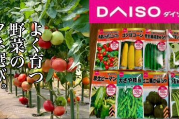 【ダイソー】安い野菜の種は発芽しない？高い種は良く育つ？【100均園芸】【コスパ最強】24/2/7