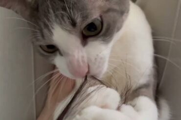 かまってアッシュくん