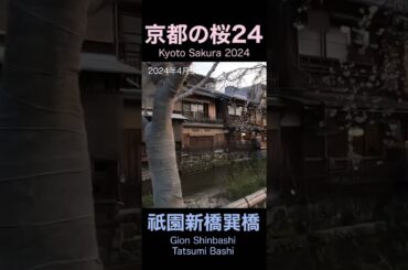 【京都の桜2024】伝統的建造物群保存地区 祇園新橋の桜 Kyoto Gion Shinbashi
