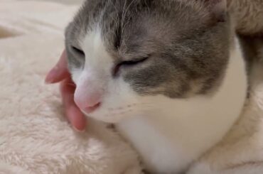 ふみふみアッシュくん