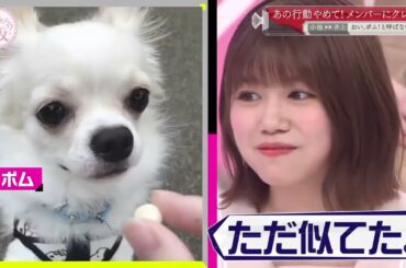 欅坂46 そこ曲がったら 2024 Episode 164+168Full Show  NEW