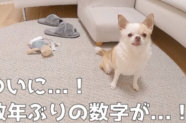 肥満チワワが病院で怒られた結果
