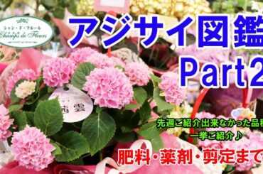 【ご紹介】アジサイ図鑑 Part2♪ 前回ご紹介出来なかった品種を一挙ご紹介♪【肥料・薬剤・剪定まで!!】