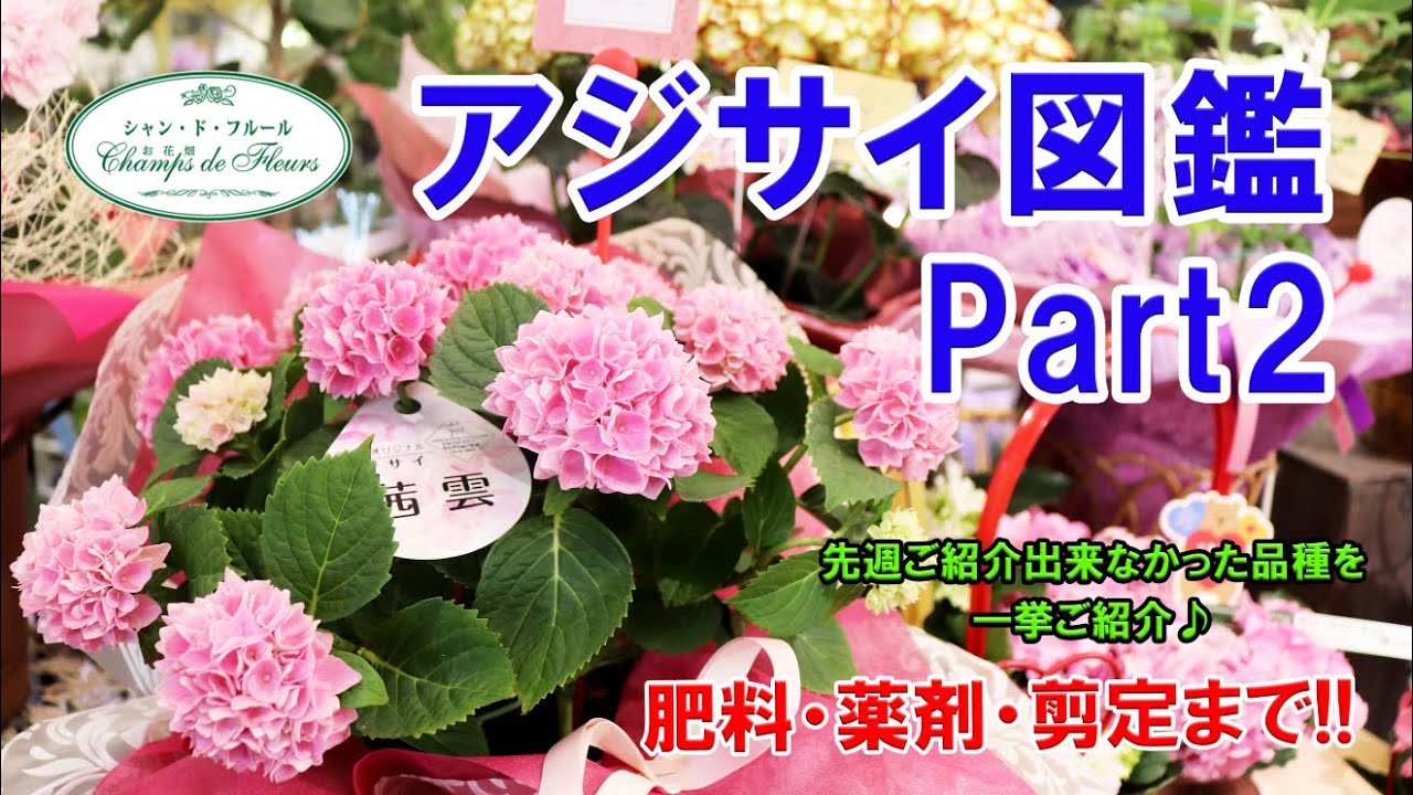 【ご紹介】アジサイ図鑑 Part2♪ 前回ご紹介出来なかった品種を一挙ご紹介♪【肥料・薬剤・剪定まで!!】 【ご紹介】アジサイ図鑑 Part2♪ 前回ご紹介出来なかった品種を一挙ご紹介♪【肥料・薬剤・剪定まで!!】