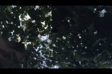 【7月15日ラジオ体操1062日目】今日も蝉がすごい！！