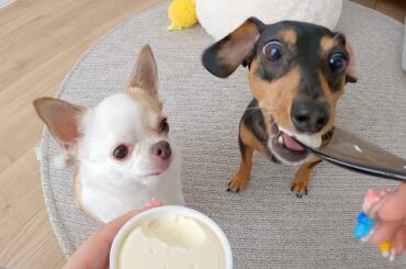 初めて高級アイスを食べた犬の反応がコチラ