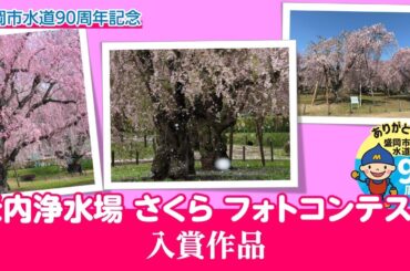 【盛岡市上下水道局】米内浄水場さくらフォトコンテスト入選作品紹介