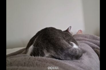 朝食後のアッシュくん