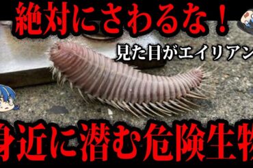 【ゆっくり解説】触ったら○○…身近に潜む海の危険生物５選