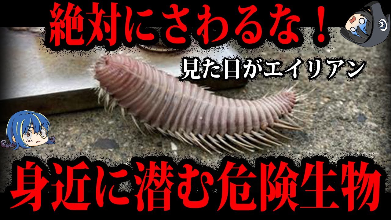 【ゆっくり解説】触ったら○○…身近に潜む海の危険生物5選 【ゆっくり解説】触ったら○○…身近に潜む海の危険生物5選